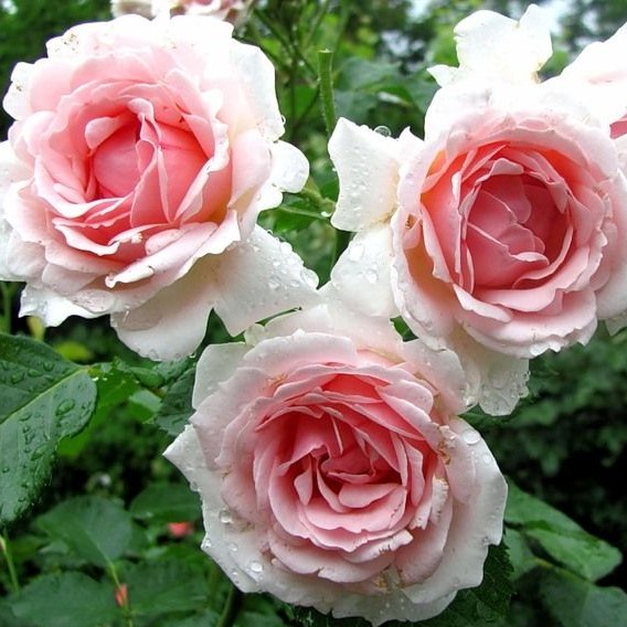 Роза флорибунда Баллада